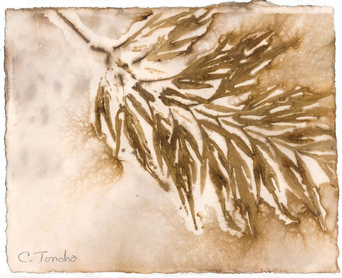 Cassandra Tondro, leaf print, "Silk Oak," eco-friendly art