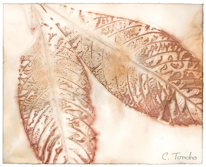 Cassandra Tondro Loquat leaf print contemporary art