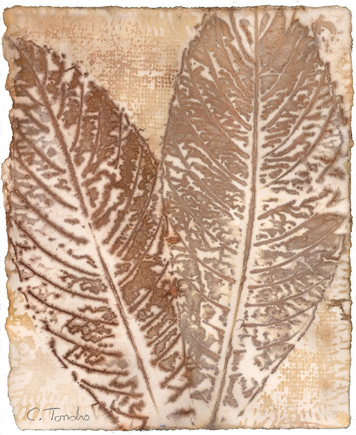 Cassandra Tondro, leaf print, "Loquat," leaf on paper